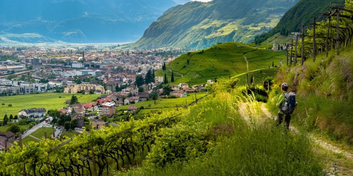 ON THE WINE TRAIL REBE